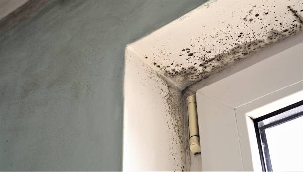 Best Crawl Space Mold Remediation  in Roselle Park, NJ