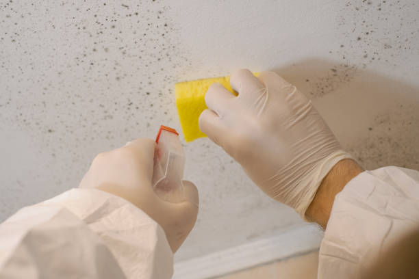 Best Mold Odor Removal Services  in Roselle Park, NJ